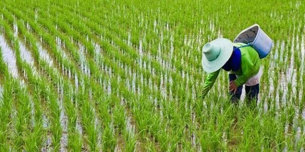 کاشت برنج مقصر دیگر گرمایش زمین می باشد